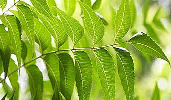 farmers using neem tree to fight pests