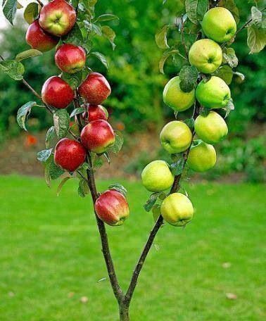 grafted apples.jpg