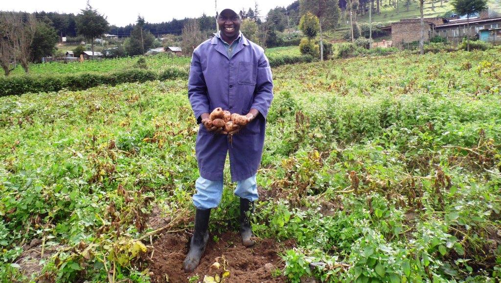 Irish potato harvesting Patrick Njenga Kiambu By Laban Robert.JPG