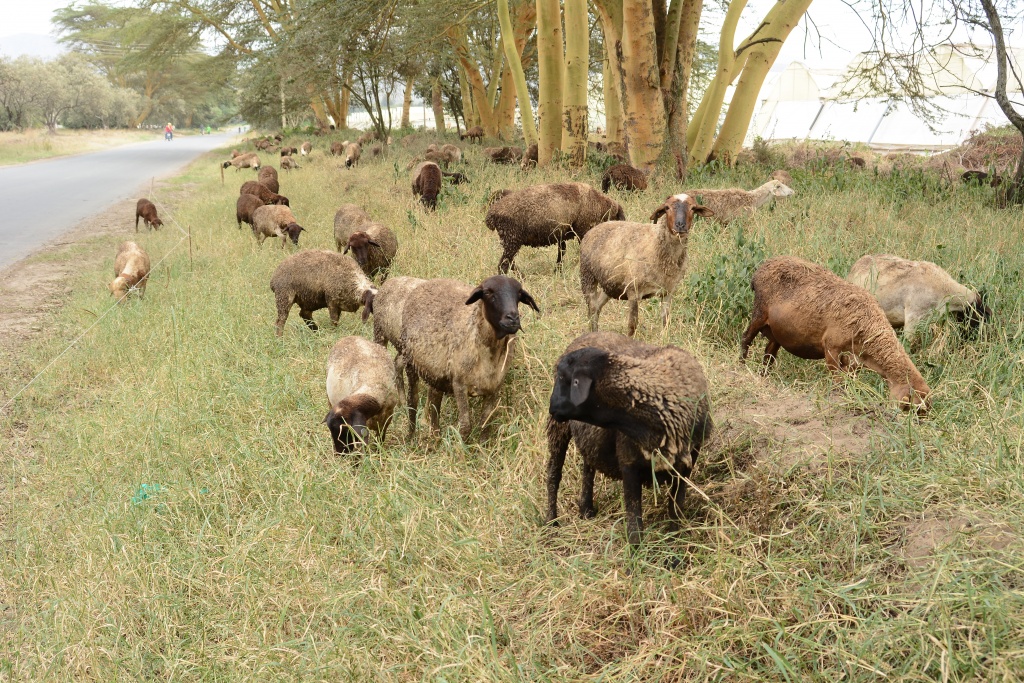 Oserian relies on sheep to 'mow' the grass.JPG