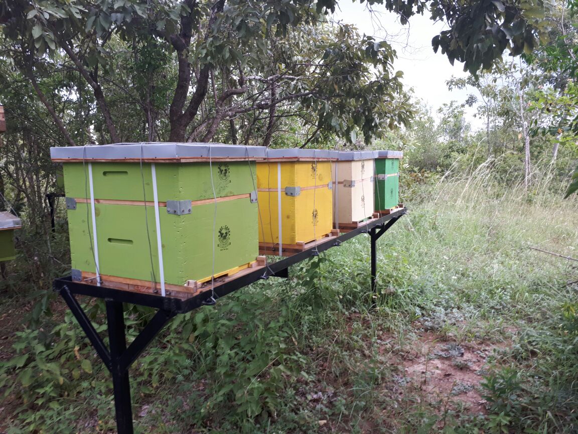 backyard beehive in the farm