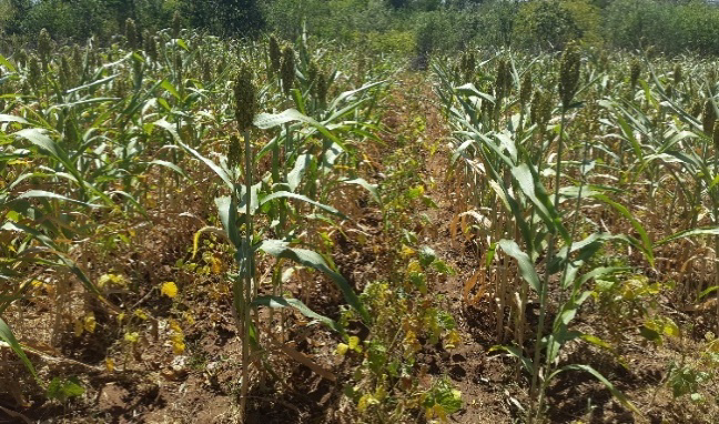 sorghum intercropped with green grams
