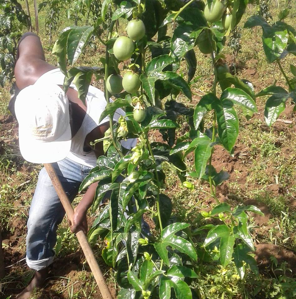 Kamau weeding passion fruits