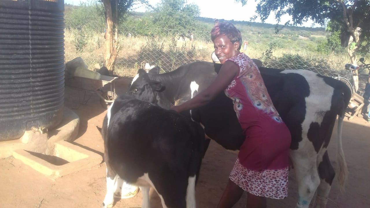 mary mathuli cow