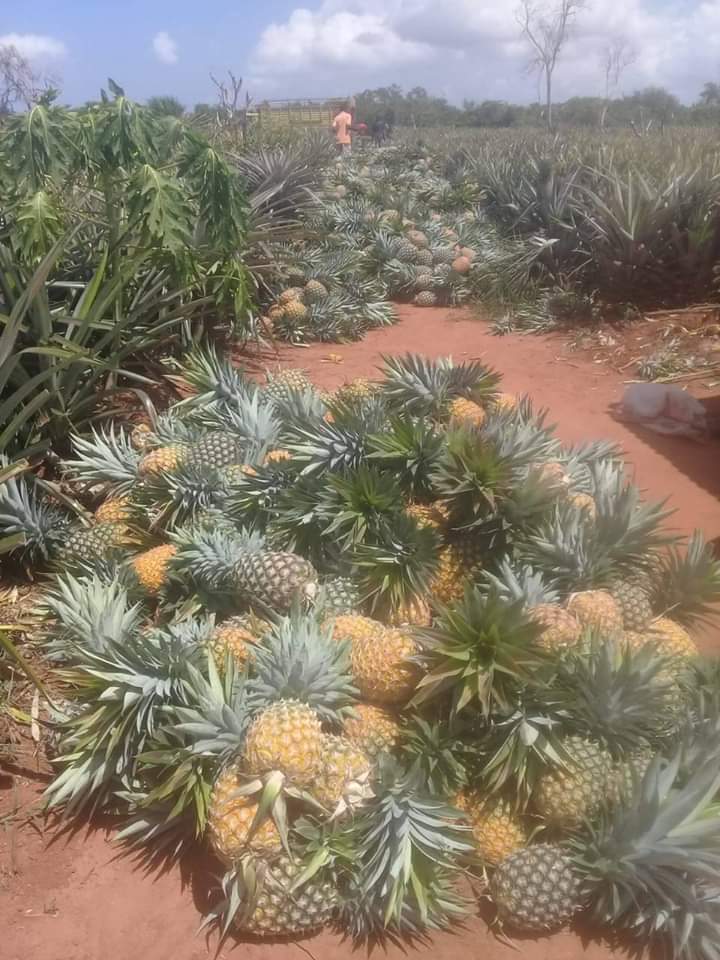 pineapple fields
