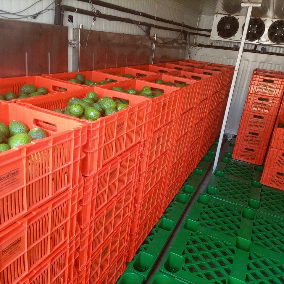Precooling Hass Avocado in Rural Muranga. A look inside the Offgrid Mobile Cold storage facility